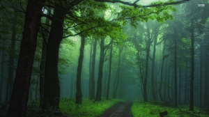 green_foggy_forest_46318_1920x10.jpg